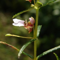 Impatiens oppositifolia L.